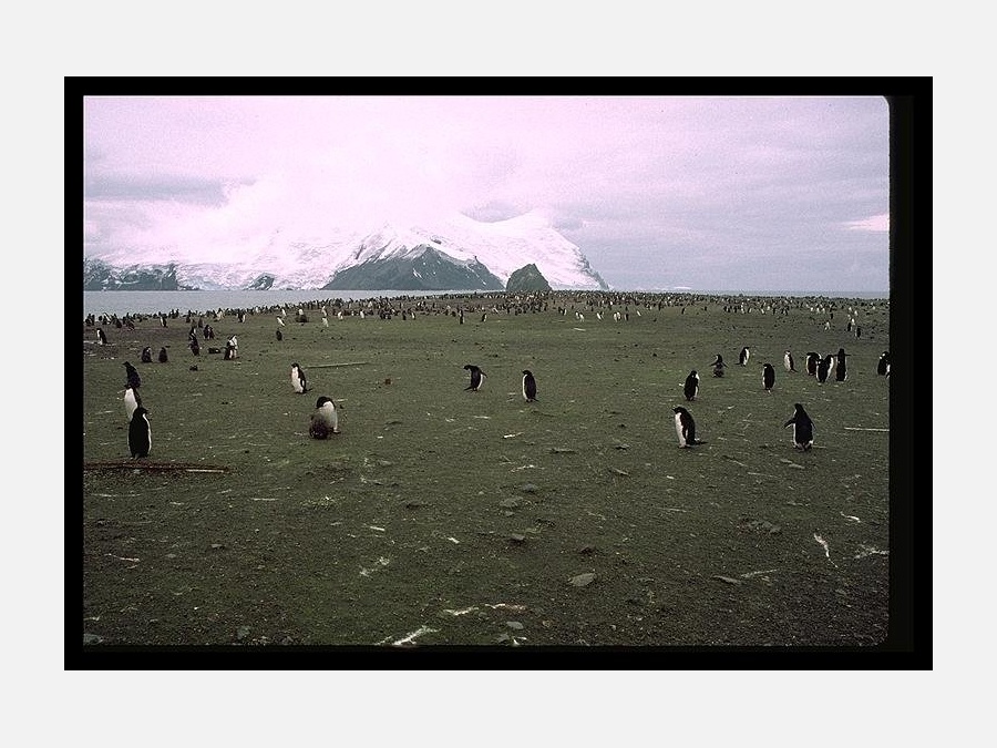 Антарктида - Остров Southern Thule. Фото №6