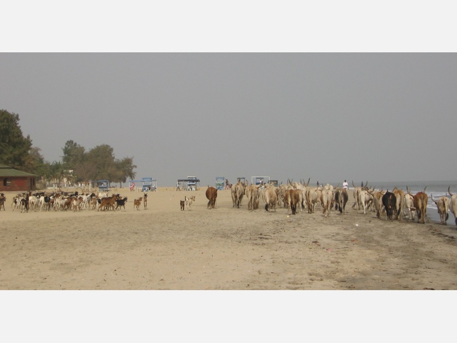 Заповедник Макасуту и окресности Банджула-столицы Гамбии. - Фото №29