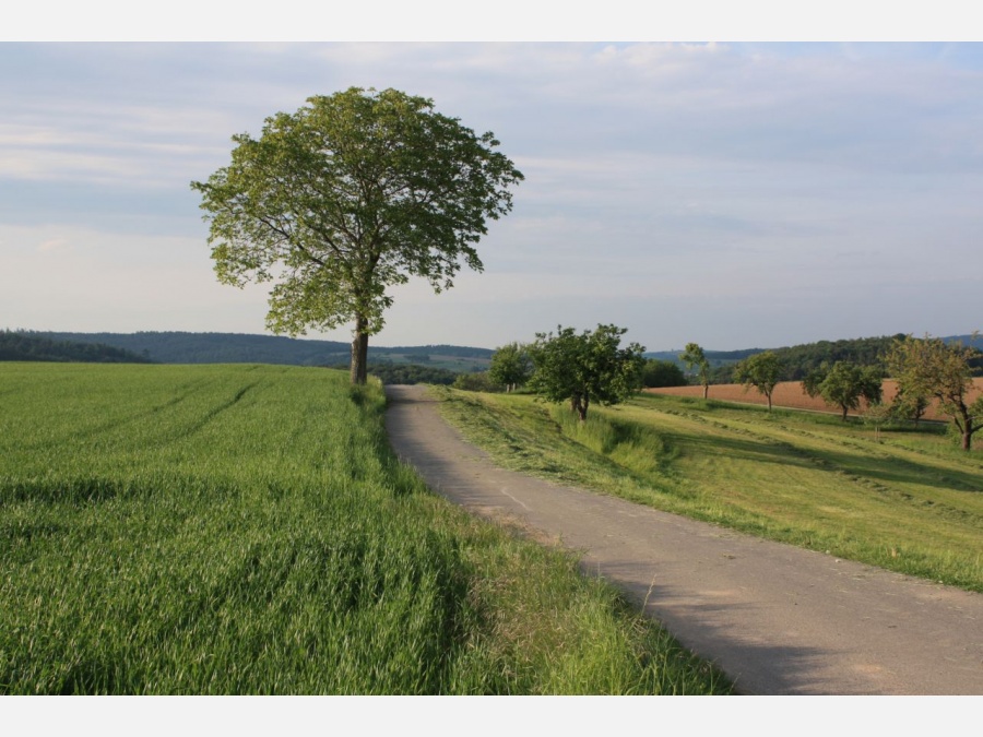 Reichelsheim in Odw. - Фото №8