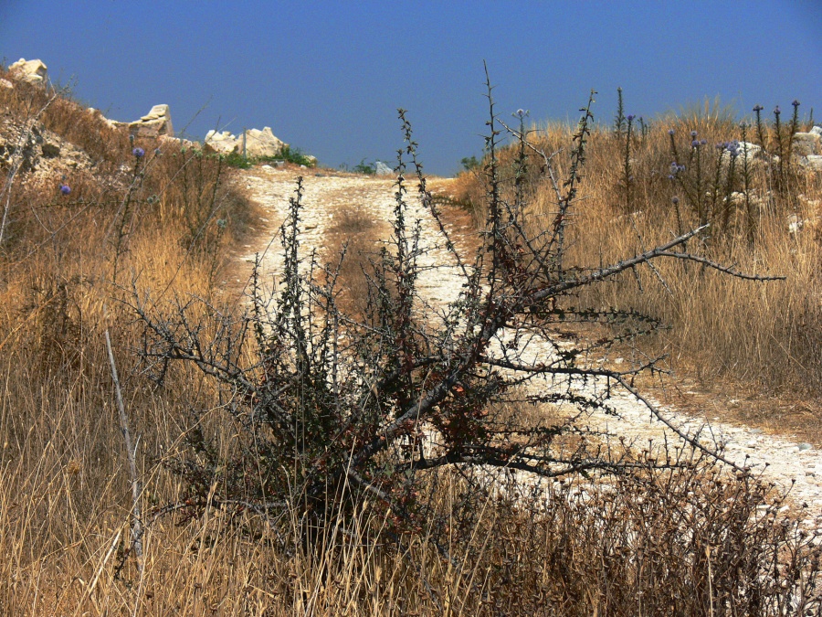 Кипр - Лимассол. Фото №3