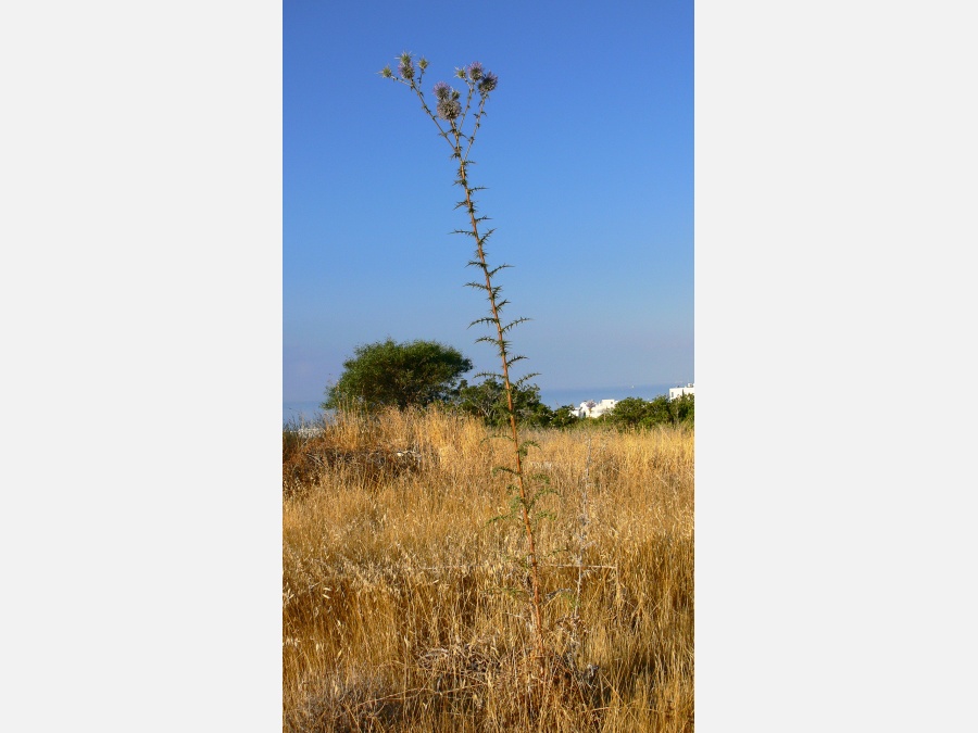 Кипр - Лимассол. Фото №6
