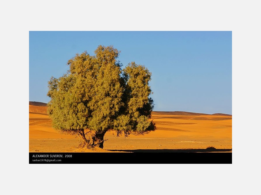 Марокко - Пустыня Сахара. Фото №9