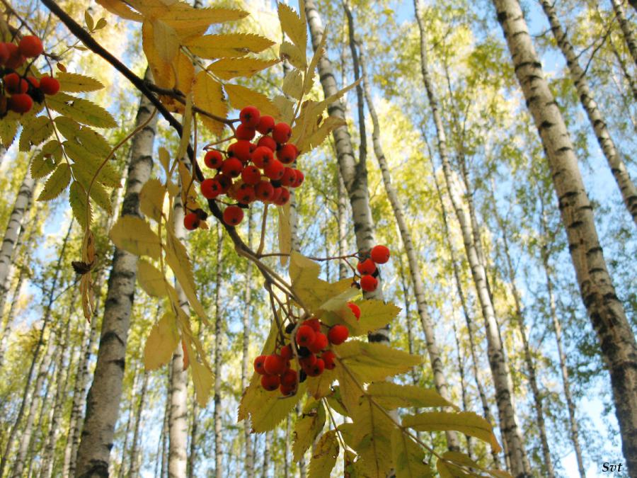 Россия - Нижегородская область. Фото №8