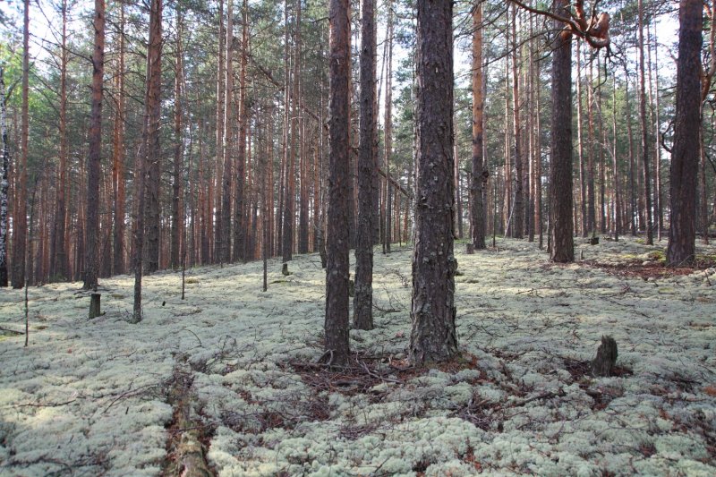 Владимирская область - Фото №39