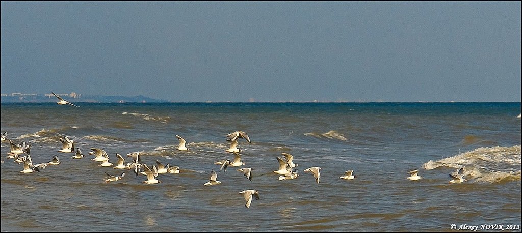 Украина - Азовское море. Фото №5