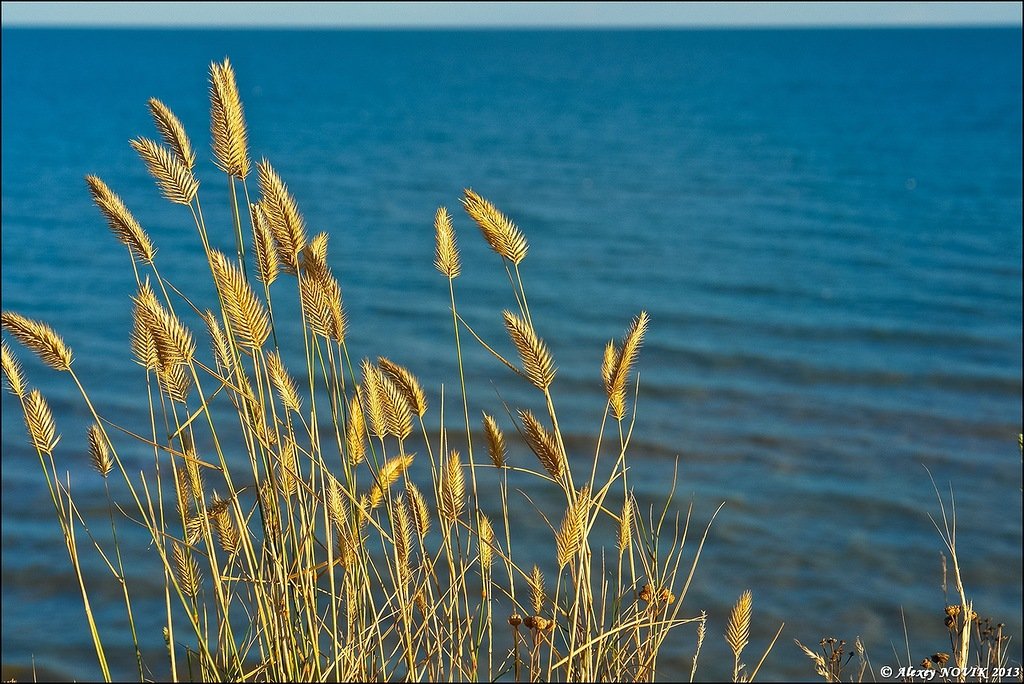 Украина - Азовское море. Фото №30