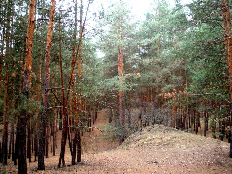 Украина - Северодонецкий лес. Фото №2