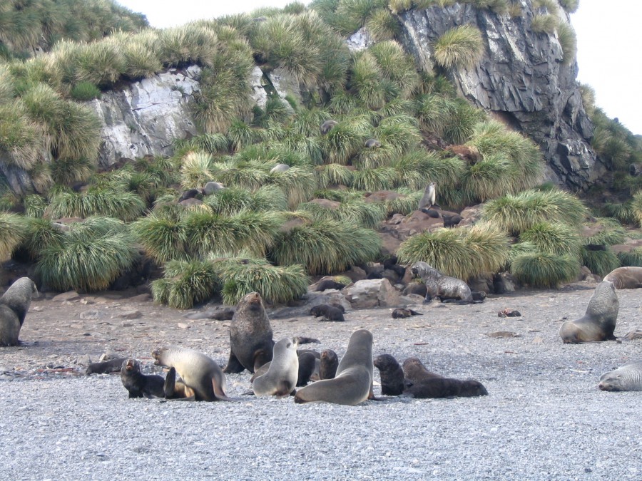 Антарктида - Антарктида. Фото №17