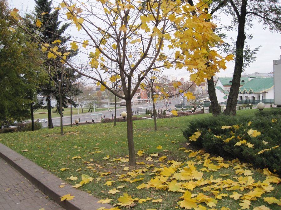 Слушать листья желтые над городом. Листья жёлтые над городом кружатся. Листья жёлтые над городом Кпужатся.... Листья жёлтые над городом кружатся картинки. Листь желтые над городо.