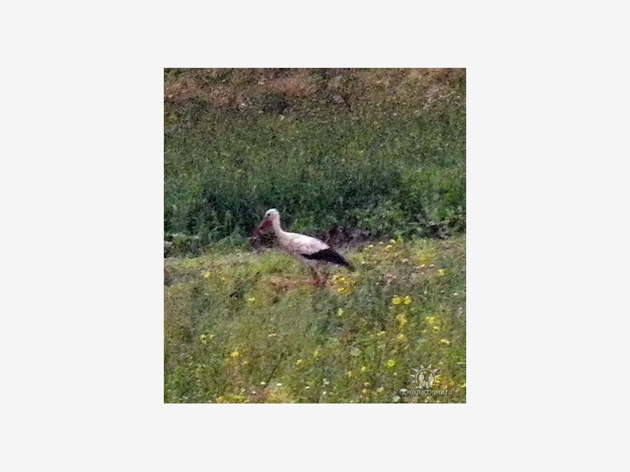 Беларусь - Минский район. Фото №2