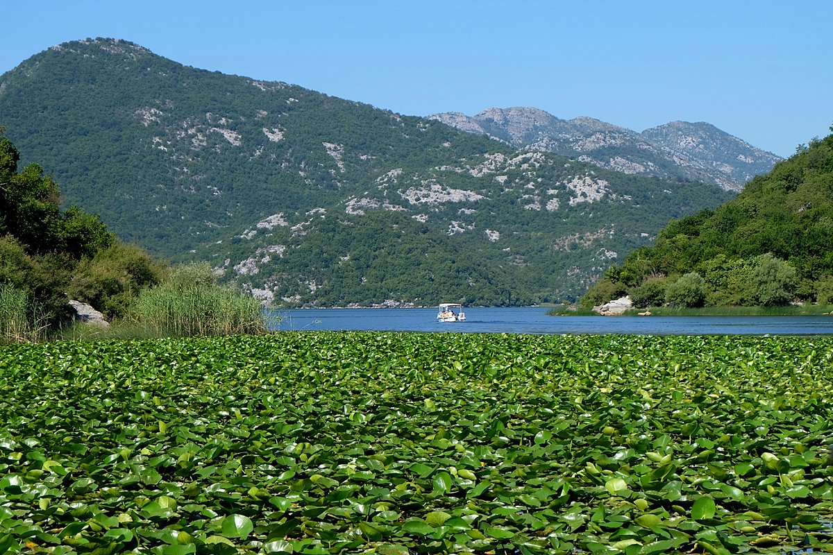 Черногория - Скадарское озеро. Фото №12