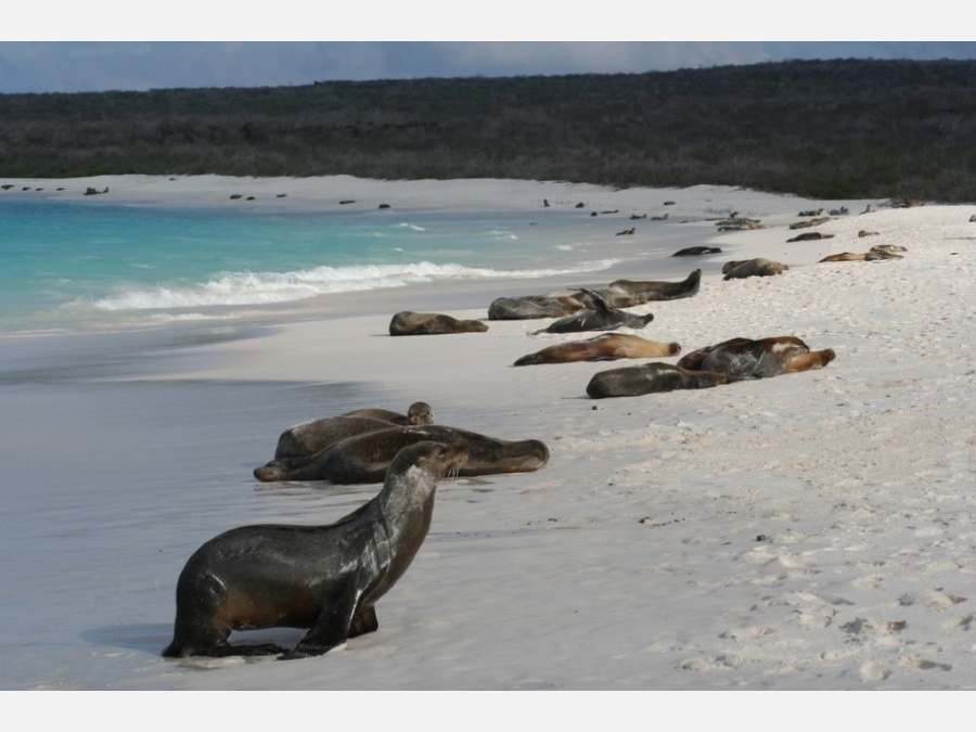 Эквадор - Галапагосские острова. Фото №7