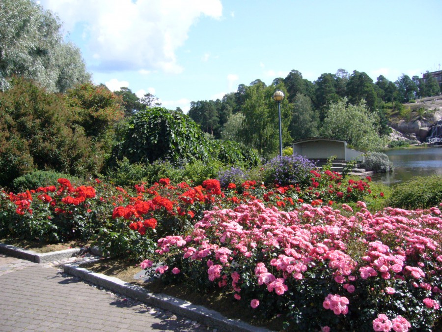 Финляндия цветы