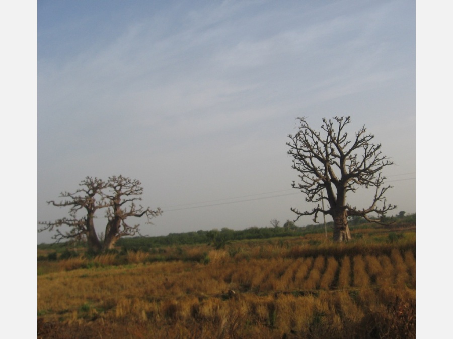 Гамбия - Заповедник Макасуту и окресности Банджула-столицы Гамбии.. Фото №2