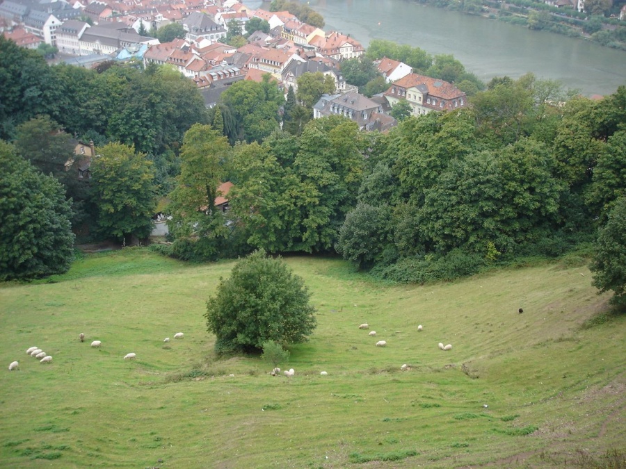 Германия - Хайдельберг (Heidelberg). Фото №70