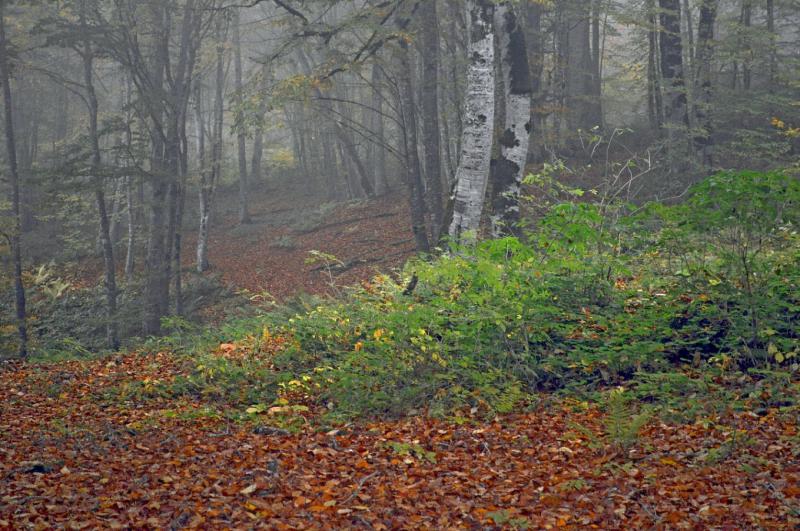 Грузия - Цхваричамия. Фото №4