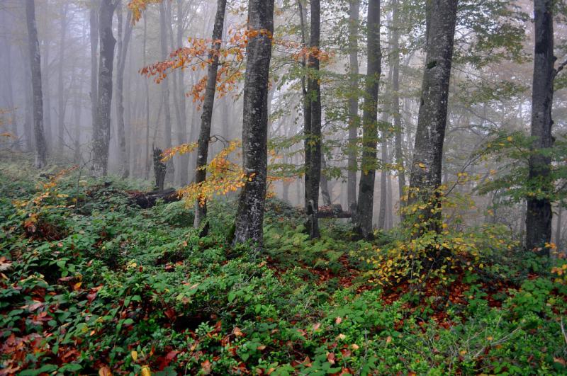 Грузия - Цхваричамия. Фото №22