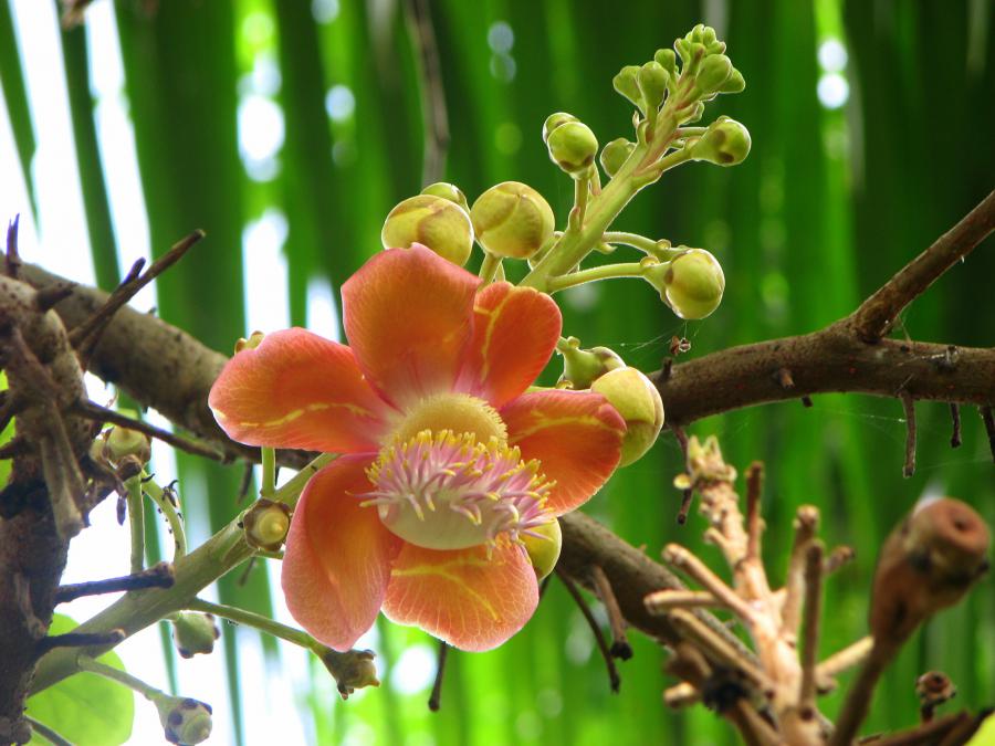 Цветы на бали. Растения Бали. Растения острова Суматра.