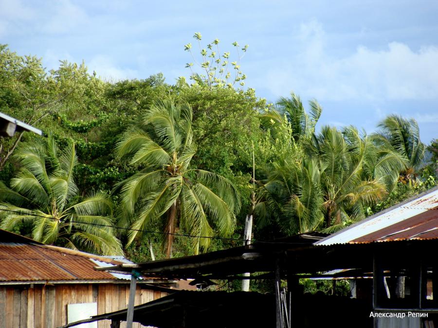Индонезия - Папуа. Фото №13