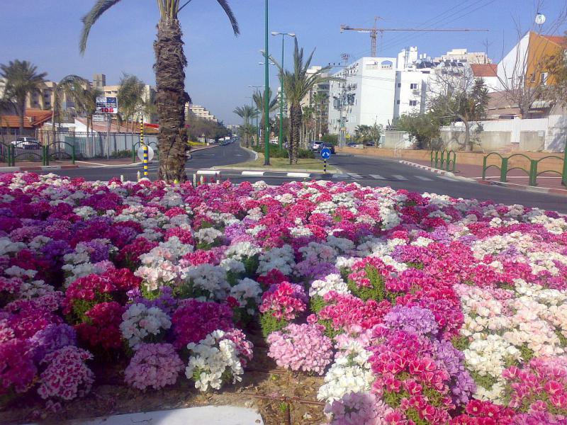 Цветы в израиле букет