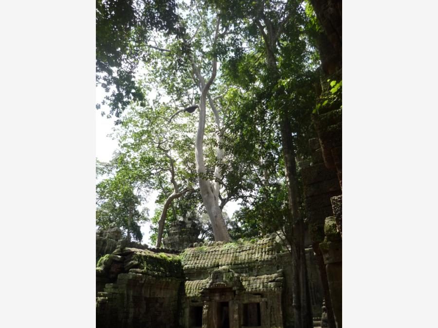 Камбоджа - Ангкор. Фото №9