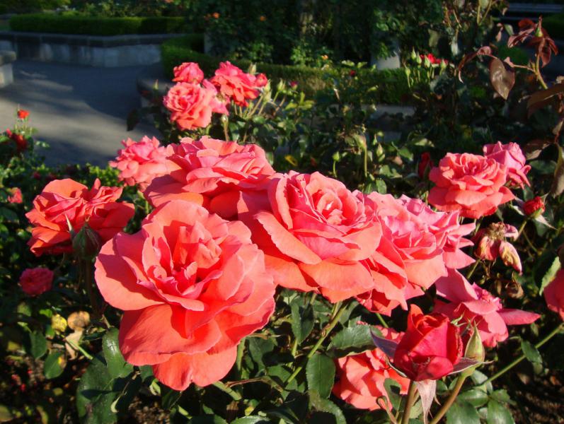 Канадские розы в саду фото