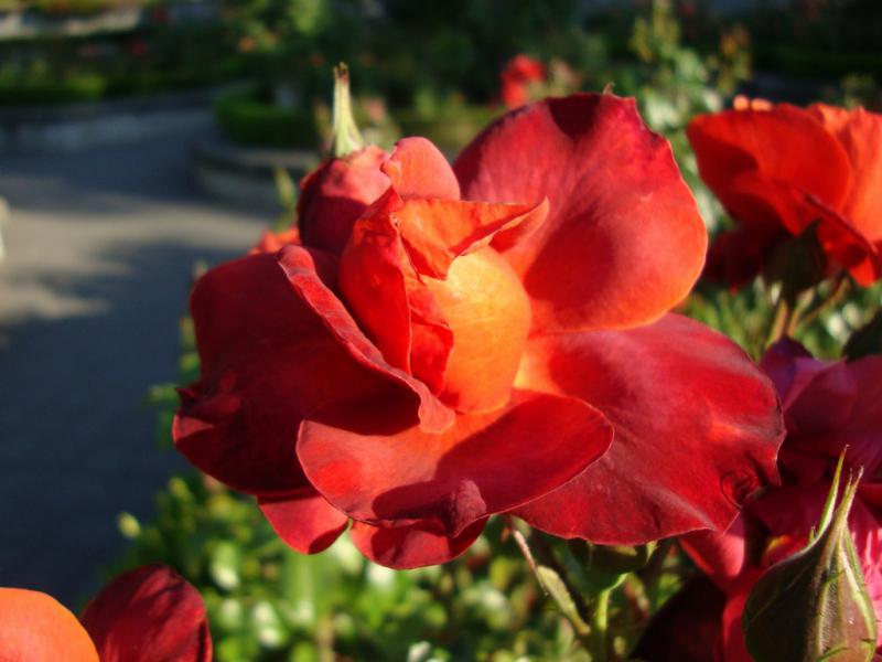 Роза лугдунум фото и описание