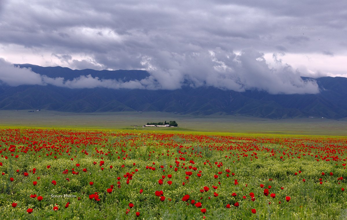 Казахстан - Тараз. Фото №3