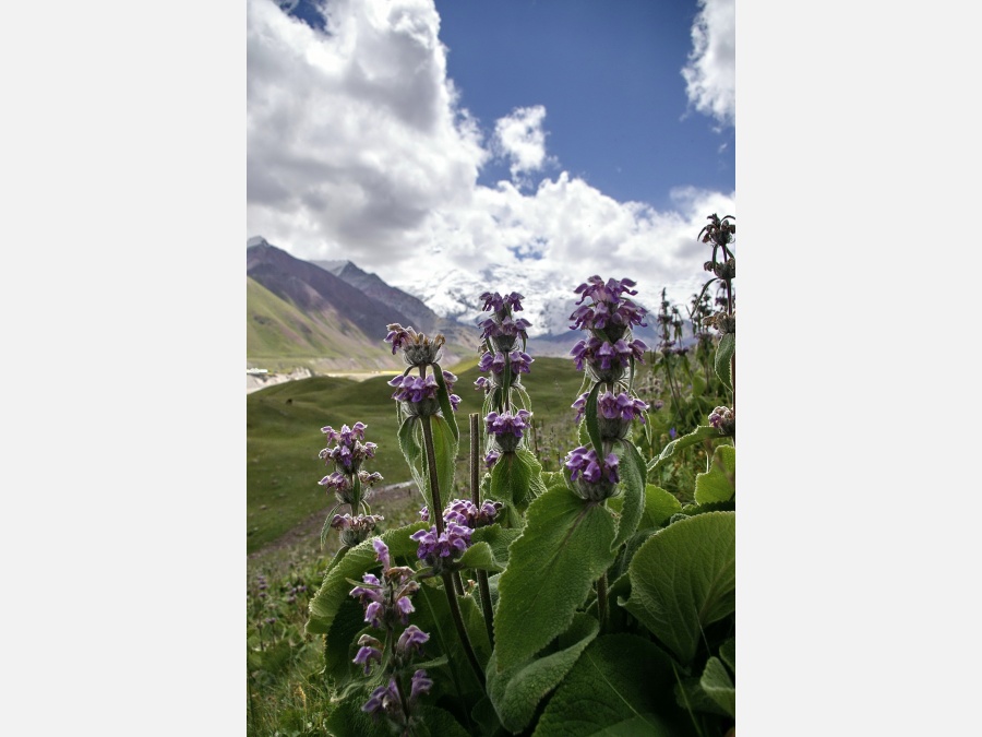 Киргизия - Памирское нагорье, Пик ленина. Фото №58