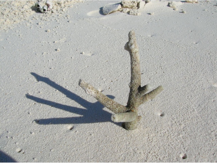 Мальдивы - Club Rannalhi. Фото №6