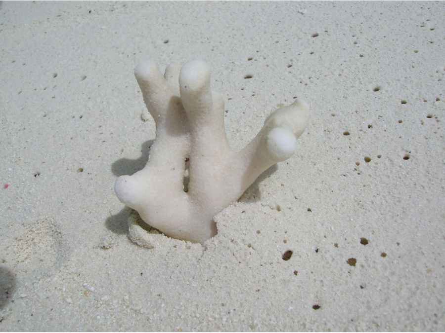 Мальдивы - Club Rannalhi. Фото №7