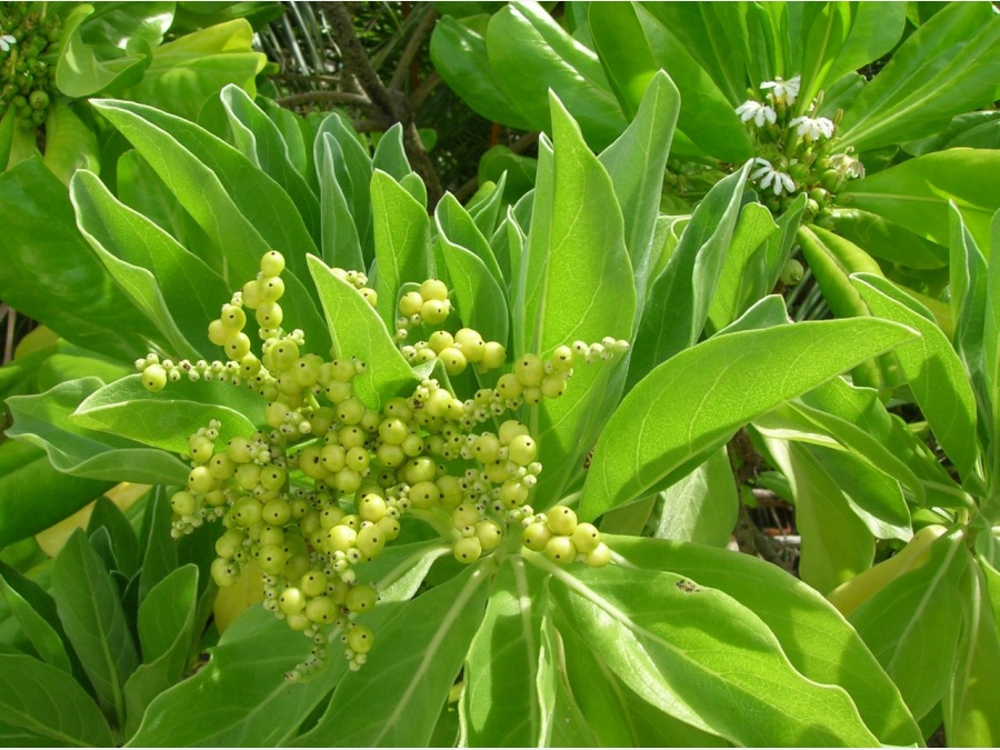 Мальдивы - Club Rannalhi. Фото №8