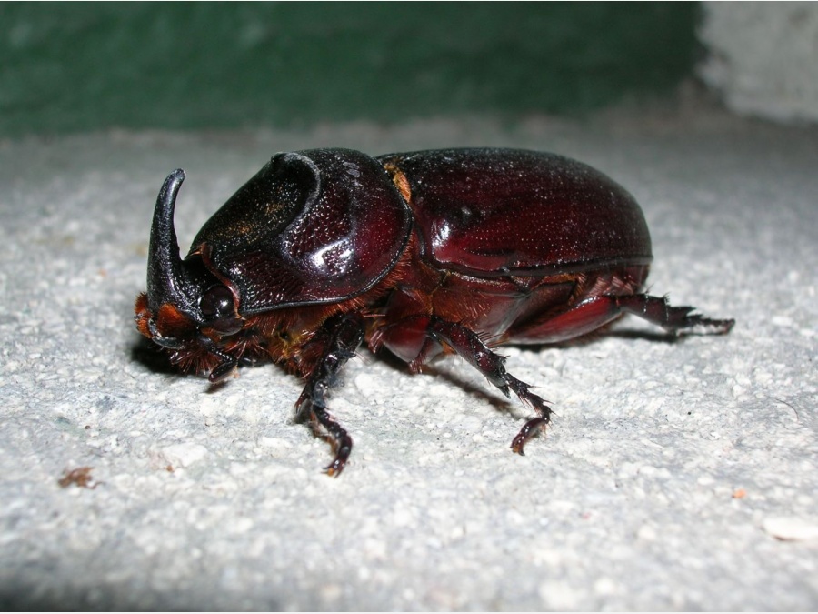 Мальдивы - Club Rannalhi. Фото №9