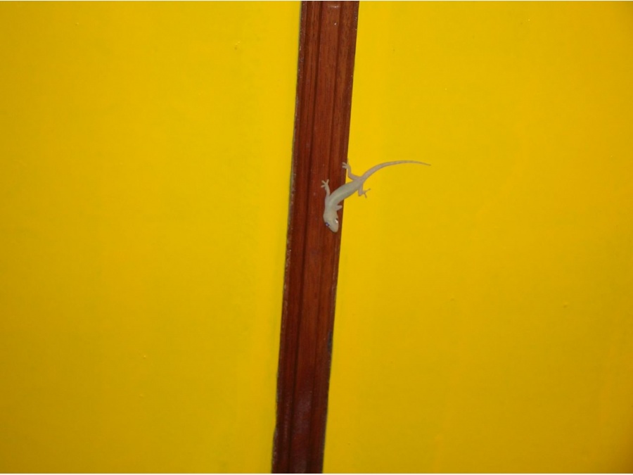 Мальдивы - Club Rannalhi. Фото №10