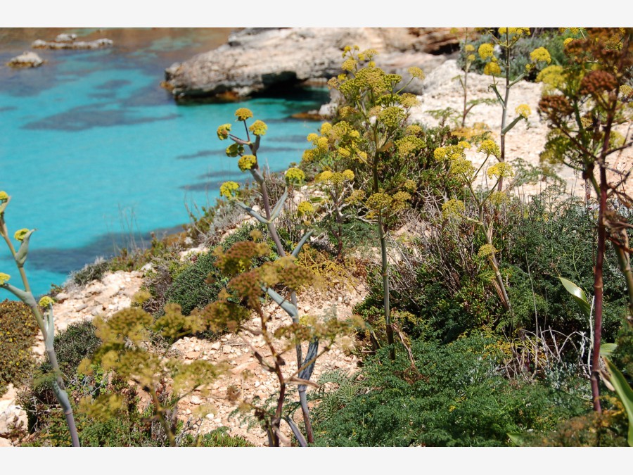 Мальта - остров Комино. Фото №10