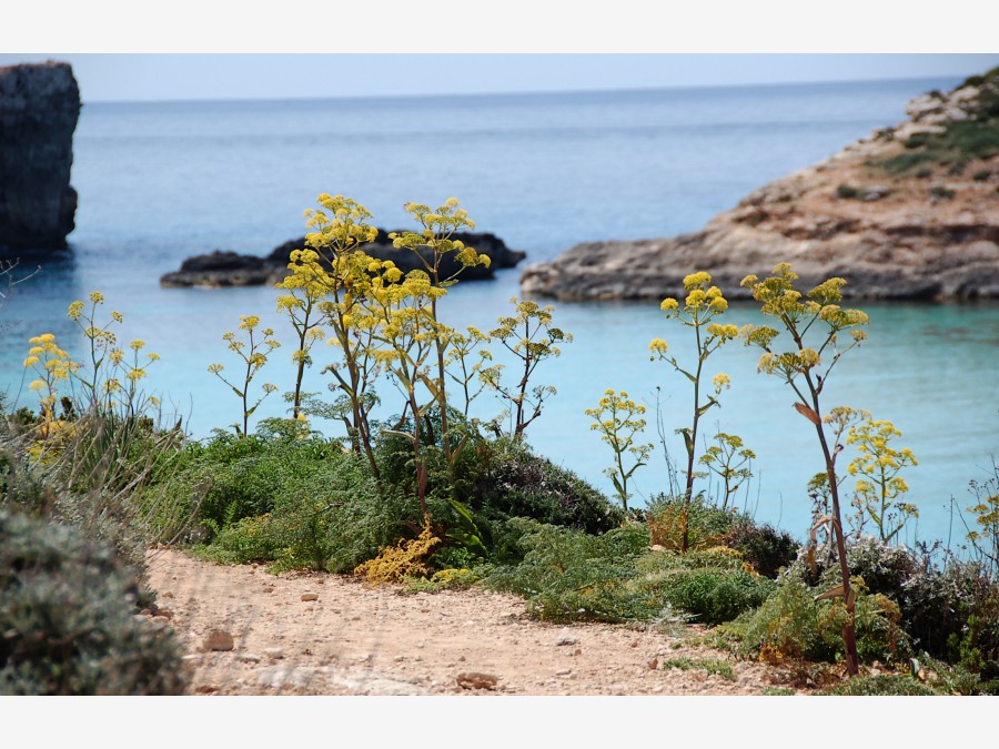 Мальта - остров Комино. Фото №16