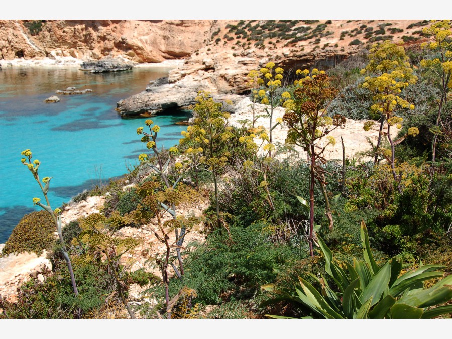 Мальта - остров Комино. Фото №17