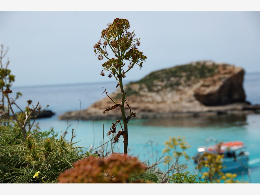 Мальта - остров Комино. Фото №19