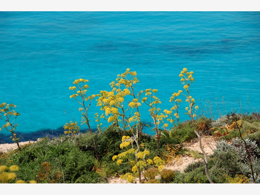 Мальта - остров Комино. Фото №20