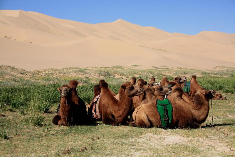 Монголия - пустыня Гоби. Фото №5