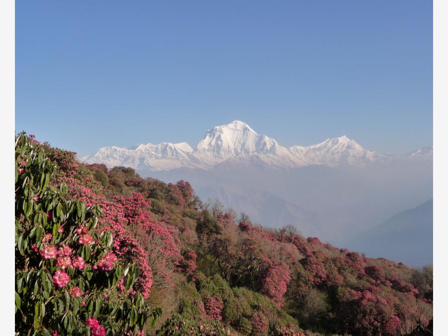 Непал - Пун Хилл. Фото №17