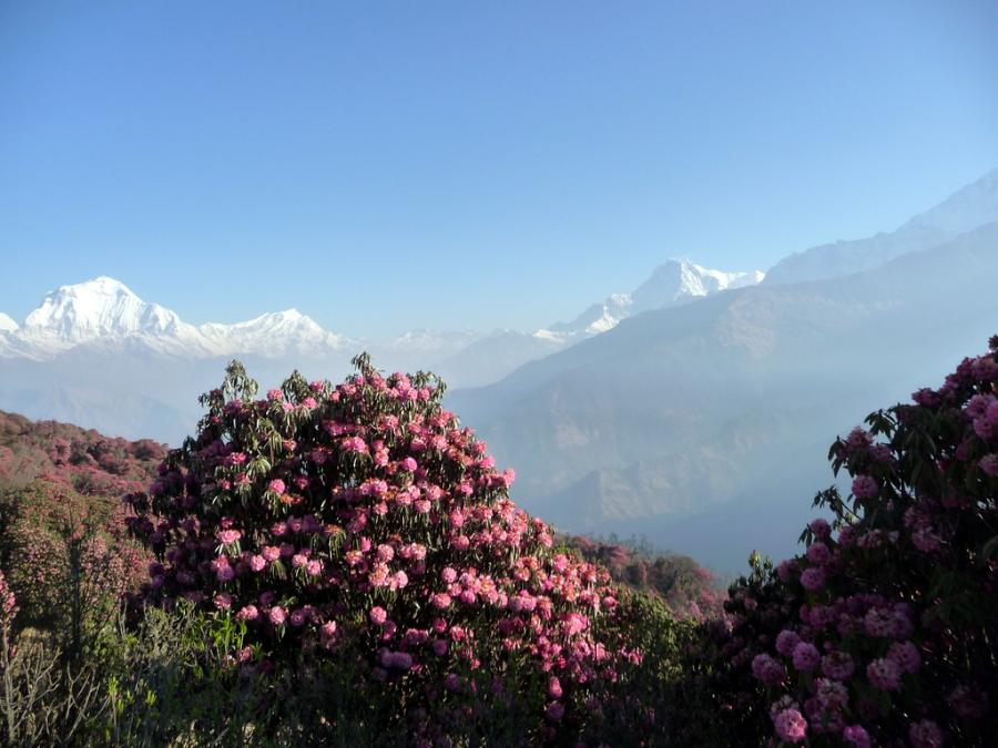 Непал - Пун Хилл. Фото №18