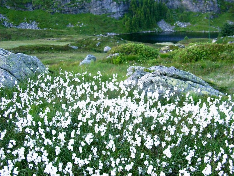 Цветы норвегии