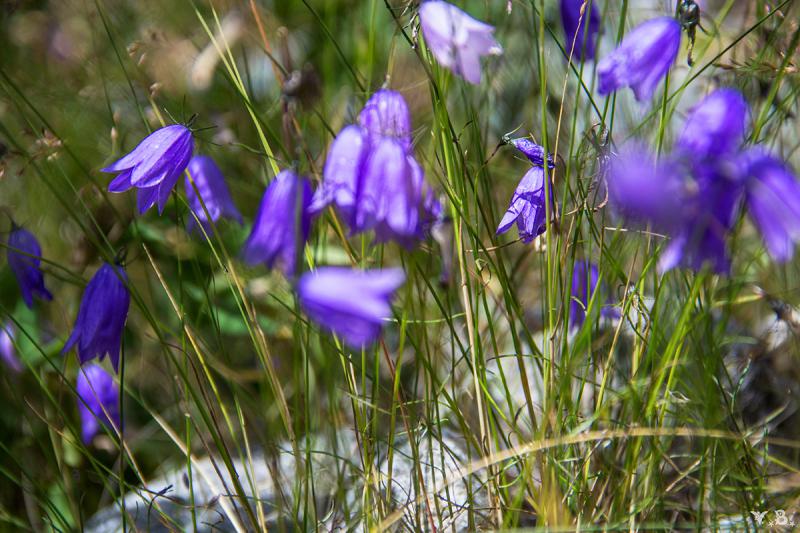 Цветы алтая барнаул саженцы. Ранние цветы горного Алтая. Эндемики, исчезающие растения горного Алтая фото. Как определить название цветка горный Алтай.