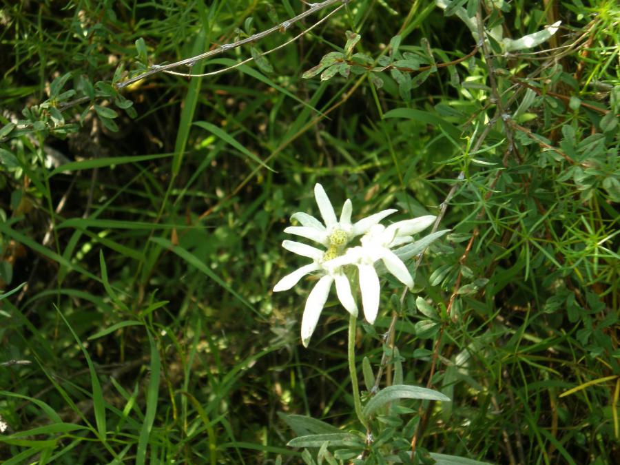 Цветы эдельвейс фото в дикой природе описание
