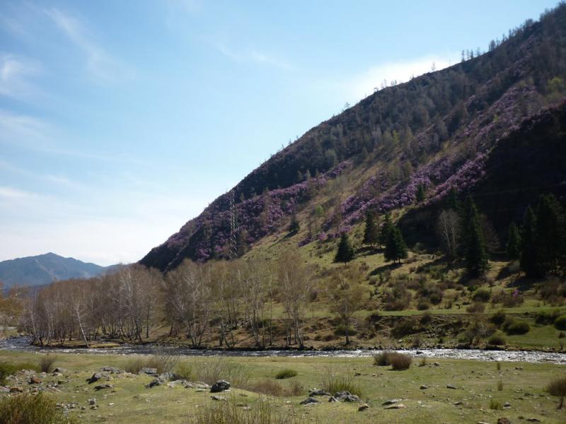 Маральник горный алтай фото