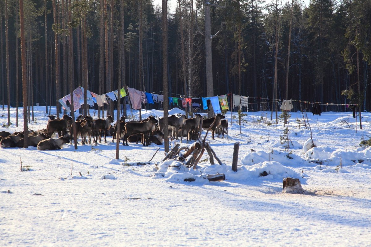 Россия - Архангельская область. Фото №12