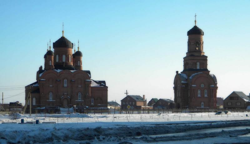 Нарцисс гай табор фото