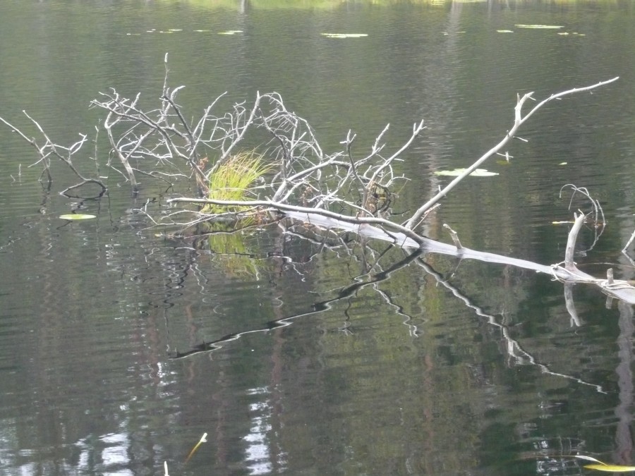 Озера карельского перешейка фото