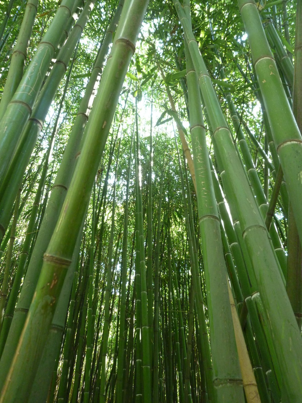 Бамбук в дендрарии Сочи